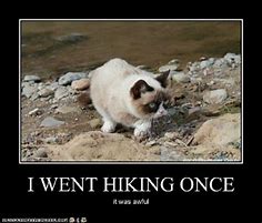 Image result for Hiking Cat Meme