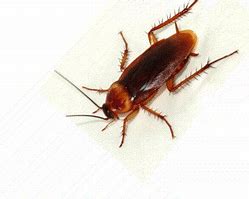 Image result for How Long Can Bed Bugs Live without Food