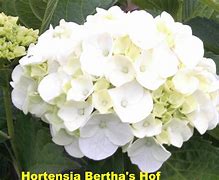 Image result for Hydrangea macr. Soeur therese
