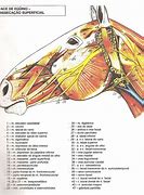 Image result for equino