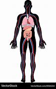 Image result for Outside Human Body Cartoon