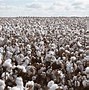 Image result for Cotton Processing Steps