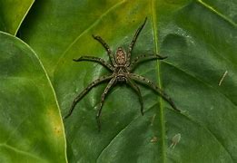 Image result for Biggest Spider Florida
