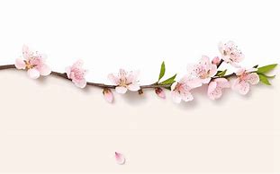 Image result for Peach Blossom Petal