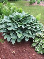 Image result for Hosta Krossa Regal