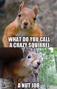 Image result for Funny Bad Day Squirrel