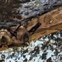 Image result for Largest Bat Species Next to Human