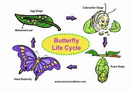 Image result for Butterfly Reproduction