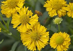 Image result for Helenium Double Trouble (r)