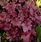 Image result for Heuchera Midnight Rose