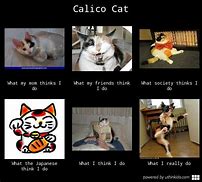 Image result for Calico Smacking Black Cat Meme