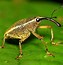 Image result for curculionidae