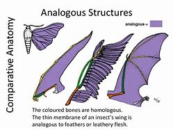 Image result for Analogue Structure