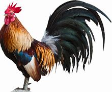 Image result for Rooster White Background