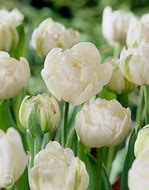 Image result for Tulipa Mount Tacoma