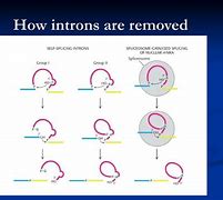 Image result for Intron Remove
