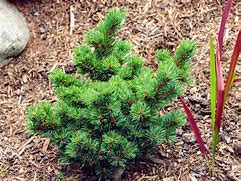 Image result for Pinus parviflora Catherine Elisabeth