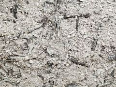 Image result for Wood Ashes for Plants