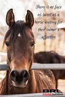 Image result for Adorable Horse Quotes