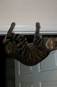Image result for Looking at Life Upside Down Cat Meme