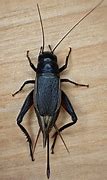 Image result for Fall Field Cricket