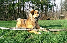 Image result for Dog Show Wicket