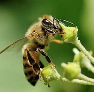 Image result for Bees Collecting Néctar