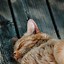 Image result for iPhone Wallpaper Cat Home Screen