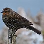 Image result for Migratory Bird Species of New Mexico