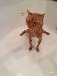 Image result for Cat Bath Meme