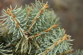 Image result for Abies concolor Kings Gap