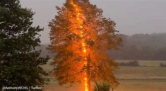 Image result for Lightning Hits Tree