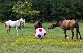 Image result for Cute Horse Toys