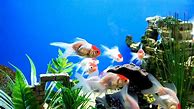 Image result for Fish iPhone Wallpaper Live