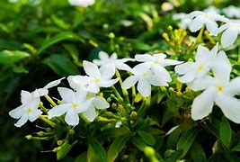 Image result for Jasmine Flower Plant