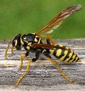 Image result for "yellow-jacket"