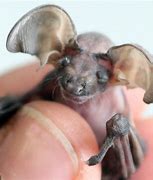 Image result for Ugly Bat Species