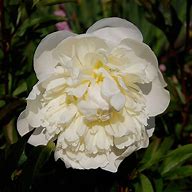 Image result for Paeonia Festiva Maxima (Lactif-D-Group)
