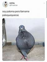 Image result for Paloma Meme