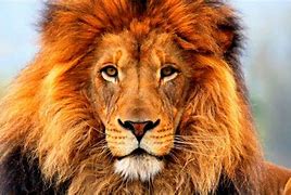 Image result for Animal Wallpaper