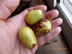 Image result for Fruit That Looks Like a Small Apple