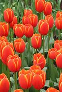 Image result for Dutch Tulips Bouquet