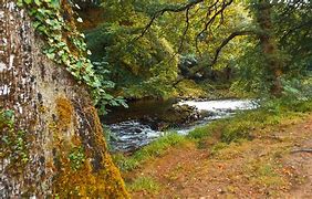 Image result for Beautiful Nature Scenes Woods