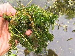 Image result for Types of Lake Weeds