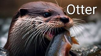 Image result for Sea Otter Bites