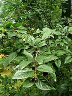 Image result for cotoneaster_foveolatus