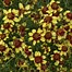 Image result for Coreopsis verticillata Route 66