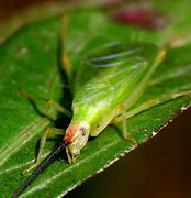 Image result for Tree Cricket