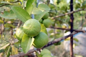 Image result for Green Lemon Tree