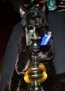 Image result for Stoned Hippy Cat Meme
